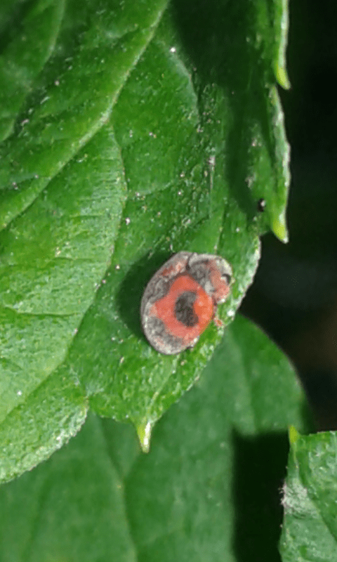 Rodolia cardinalis (Coccinellidae)? S.